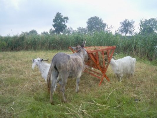 Condiţii speciale pentru animalele de la Complexul Muzeal, pe vreme caniculară